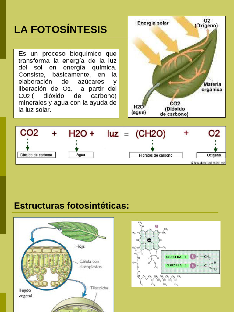 fotosintesis-120715084814-phpapp02 (1) | PDF