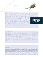 Cicak Terbang Dari Indonesia