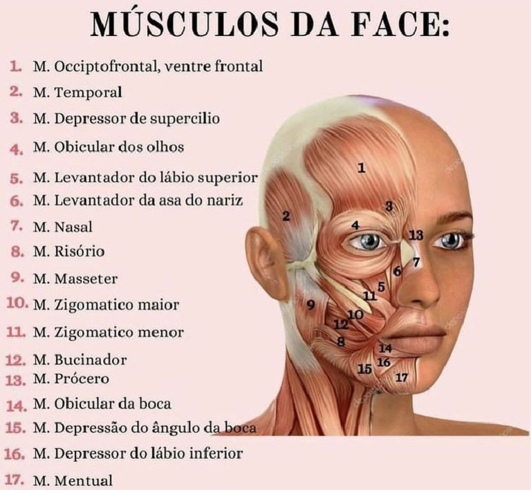 Mapa Facial Biomedicina - 20240819 - 074755 - 0000 | PDF