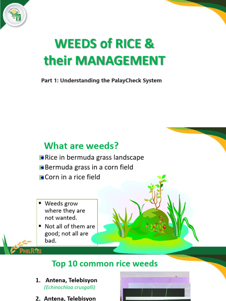 Common Weeds of Rice & Their Management | PDF