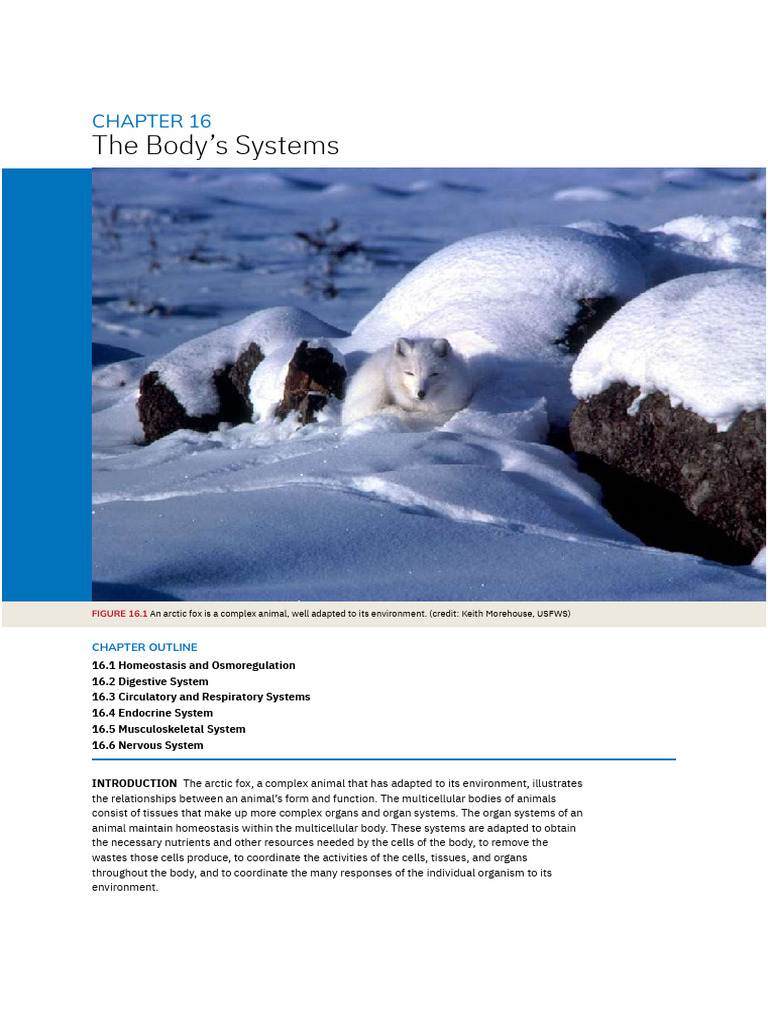 Animal | PDF