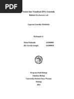 Laporan Genmol - Isolasi DNA Bakteri