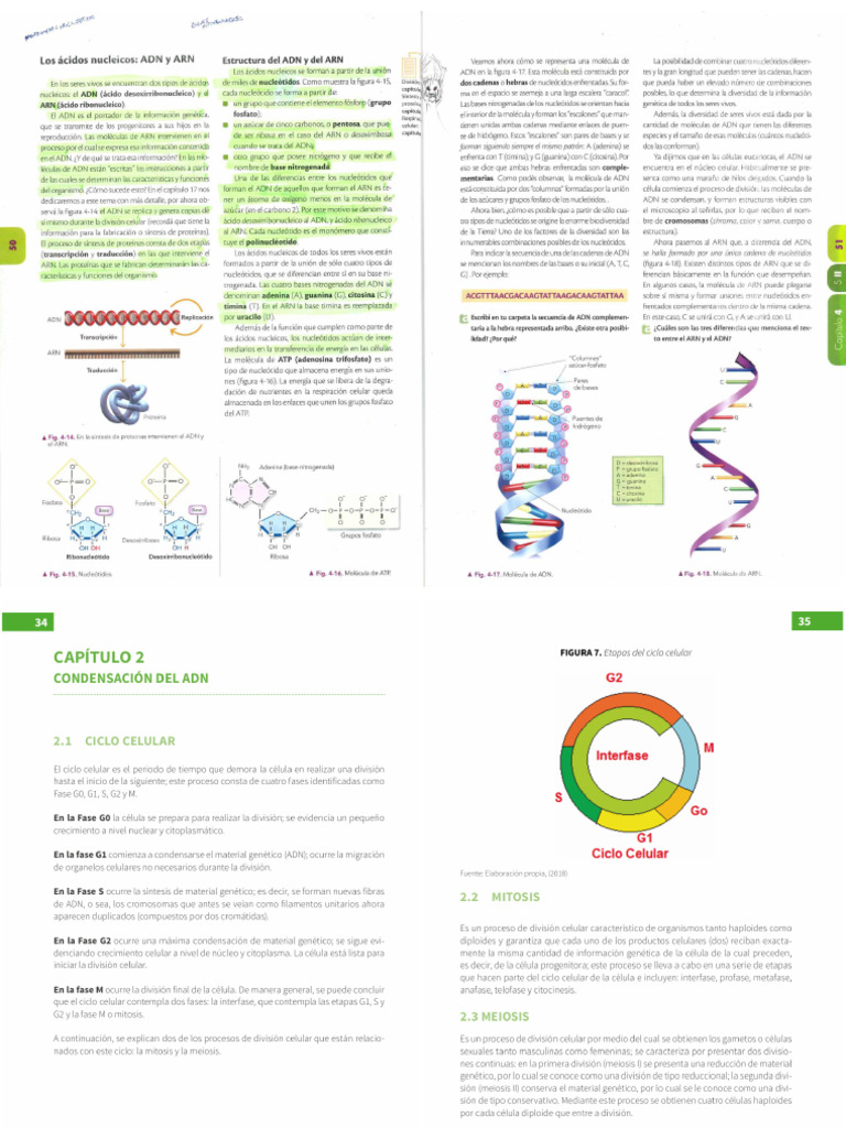 ADN y Ciclo Celular | PDF