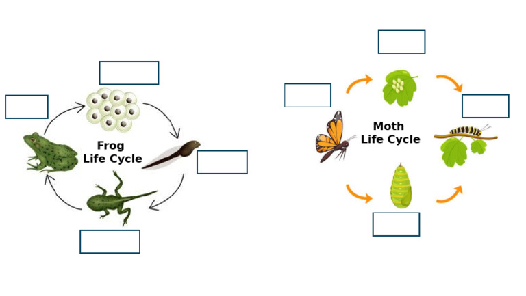 Frog and Moth Life Cycle | PDF | Science & Mathematics | Technology ...