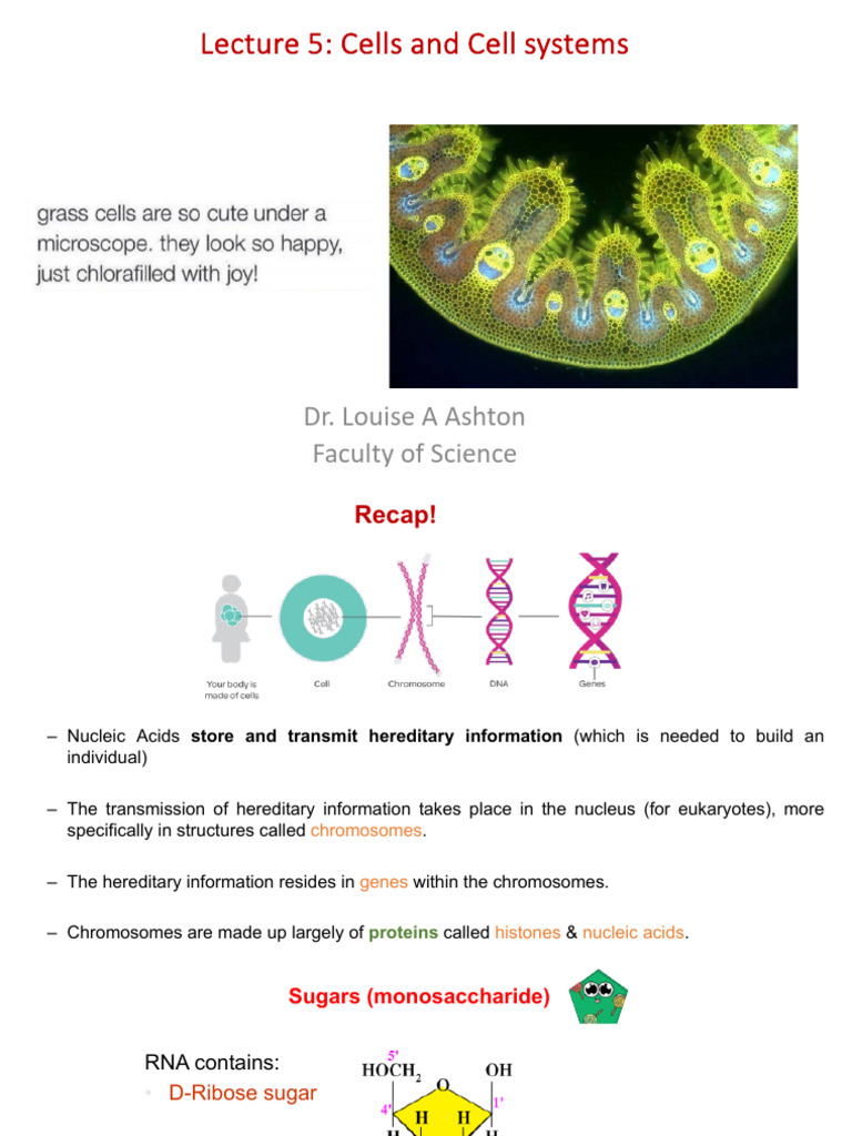 5 Cells and Cell Systems | PDF