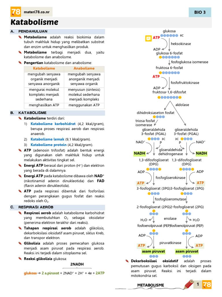 Katab Bio | PDF