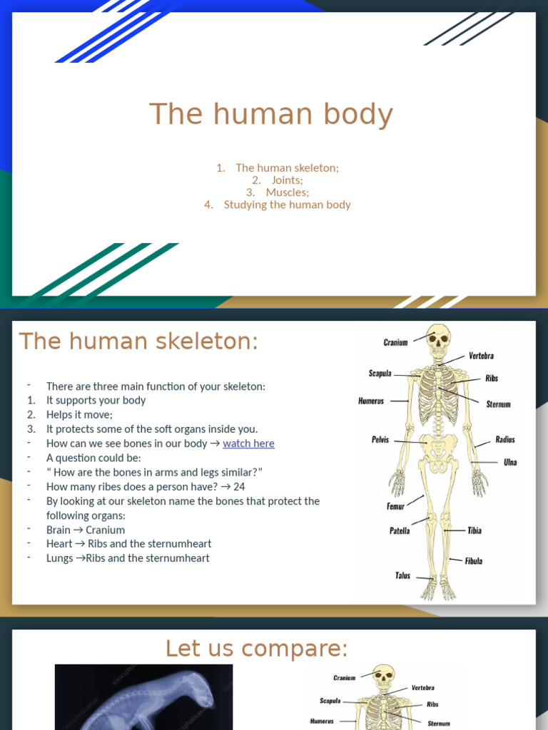 Understanding the Human Body Structure | PDF | Sports & Recreation ...