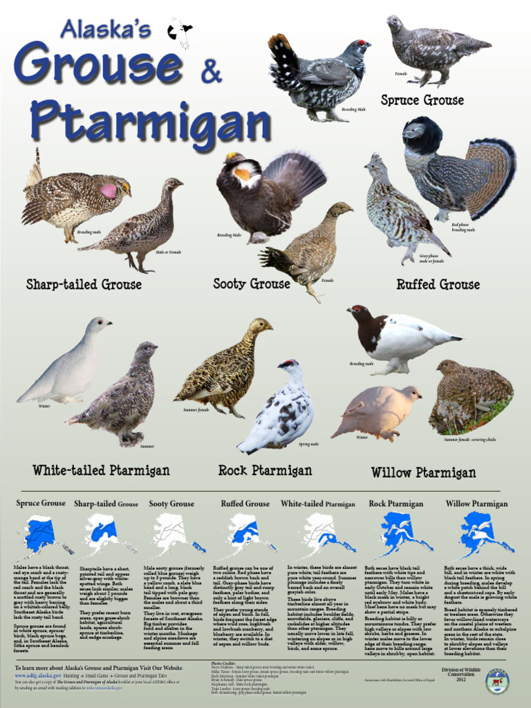 Alaska Grouse Ptarmigan | PDF