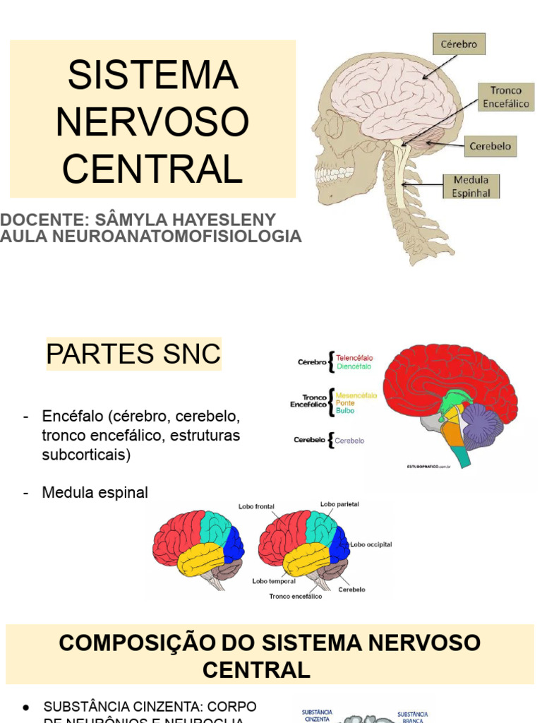 Sistema Nervoso Central | PDF