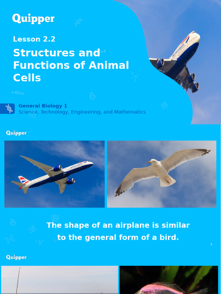 Structure And Function Of Animal Cell Pdf