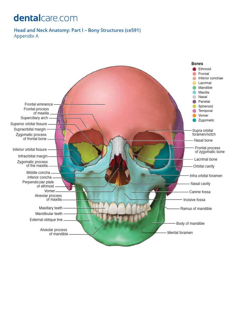 Skull Anatomy | PDF
