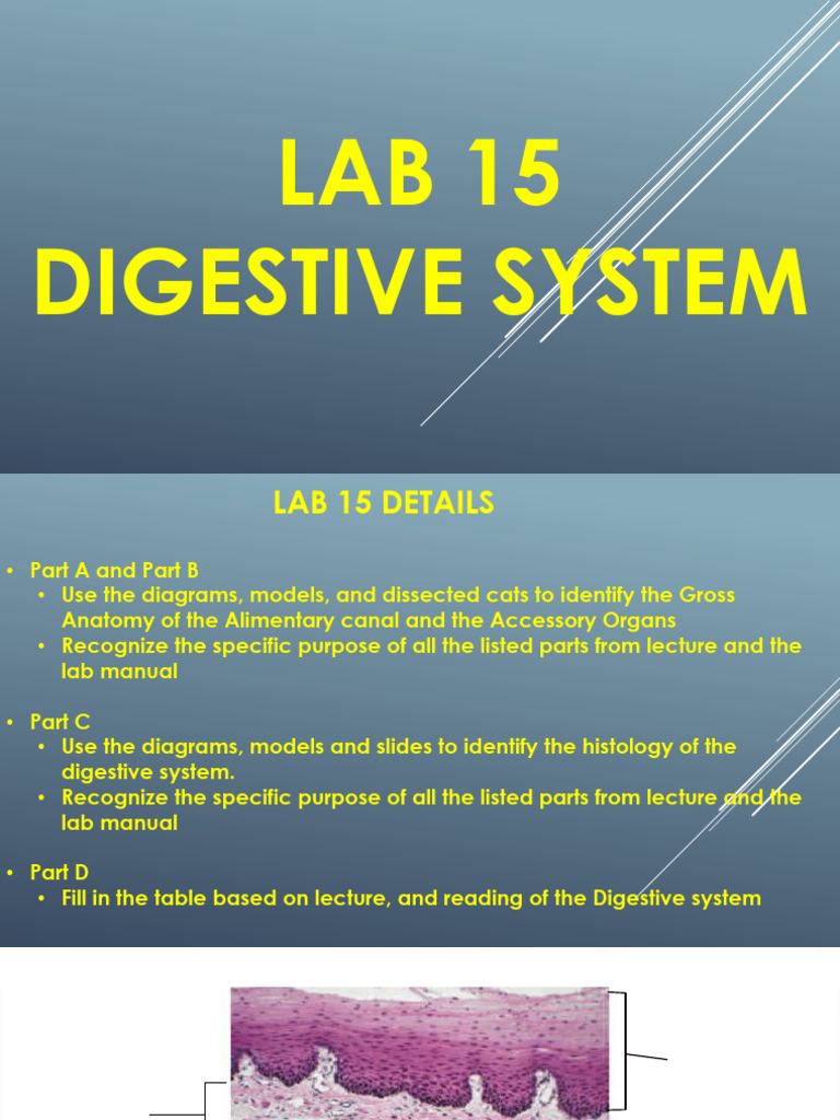Digestive System | PDF