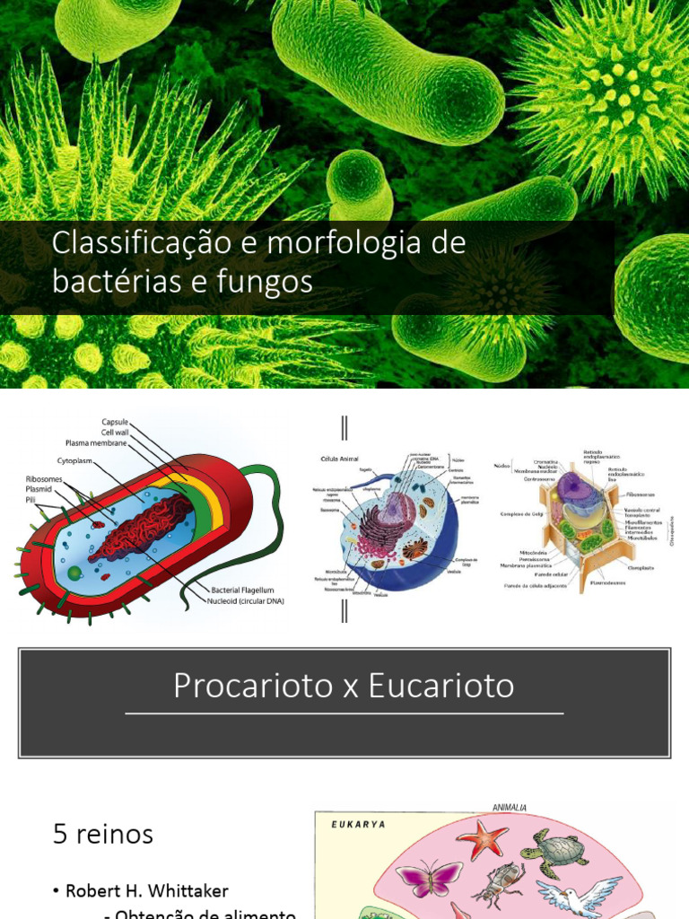 Morfologia e Classificação de Fungos e Bactérias | PDF | Bactérias | Fungo