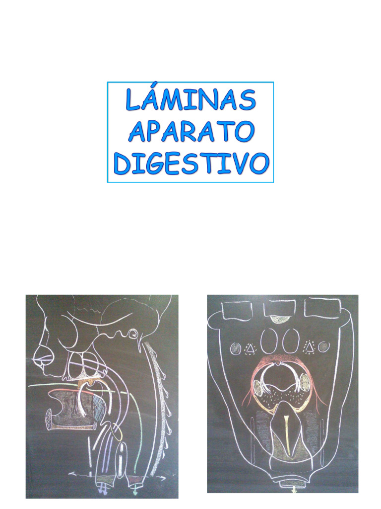 Aparato Digestivo Pdf