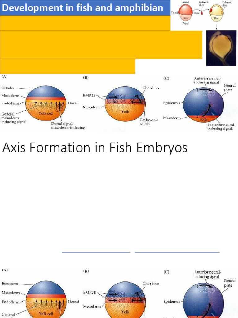 Development in Fish | PDF