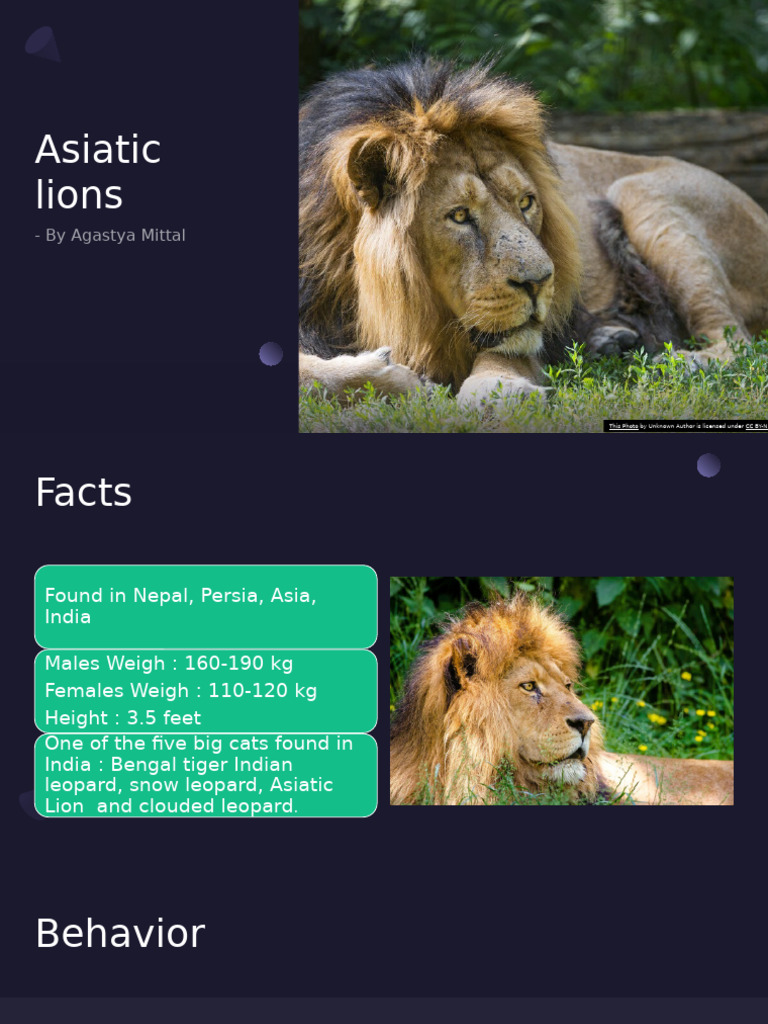 Asiatic Lions | PDF