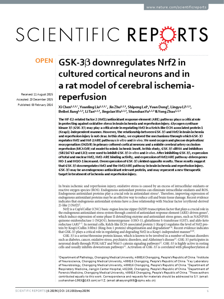 Cortical Neurons | PDF