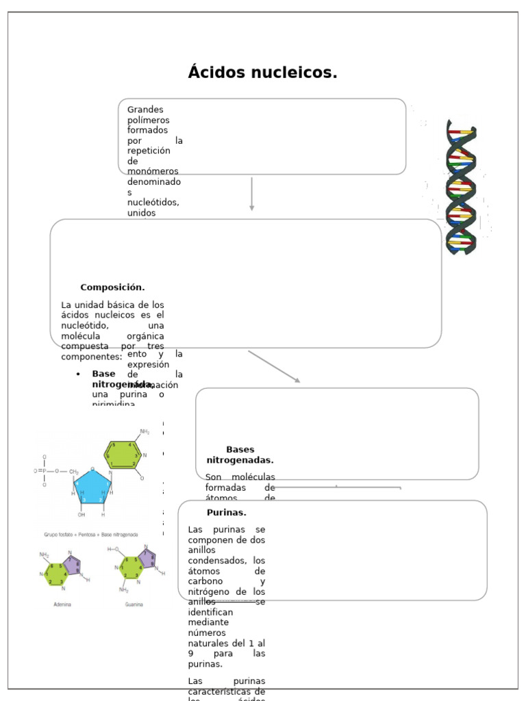 Ácidos nucleicos mapa conceptual | PDF
