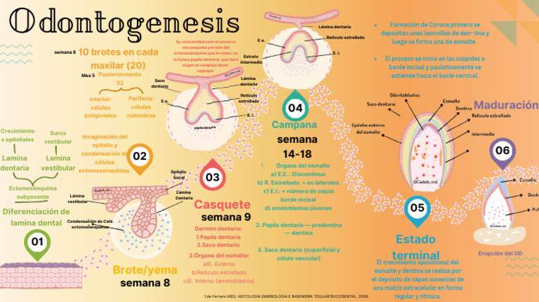 Odontogenesis PDF | PDF