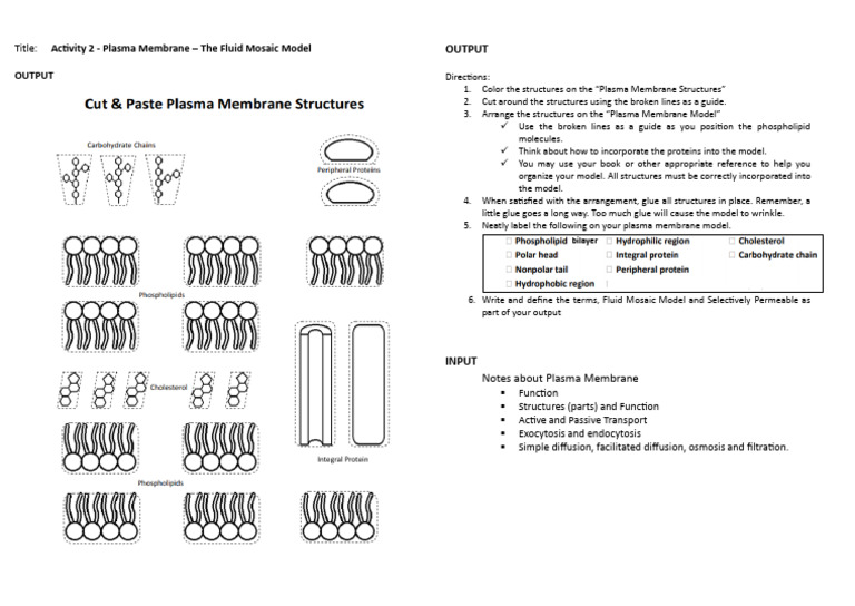 Activity 2 Plasma Membrane | PDF