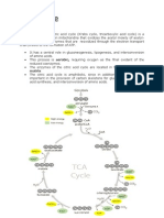 TCA Cycle