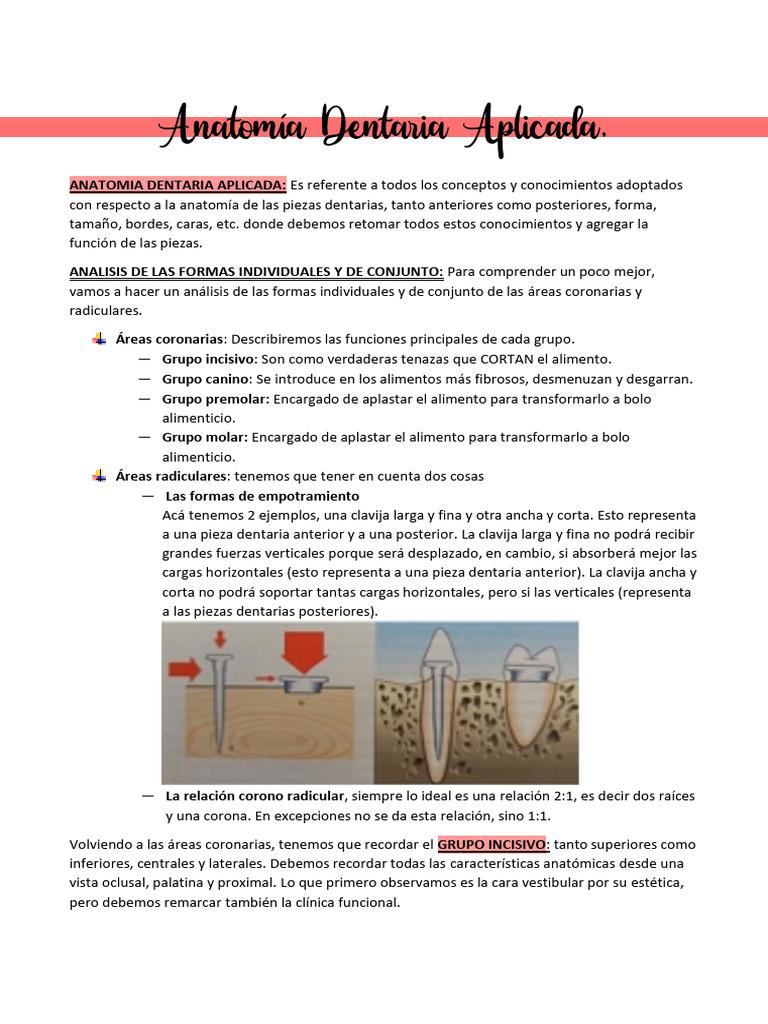 Anatomia Dentaria Aplicada VaninaP | PDF