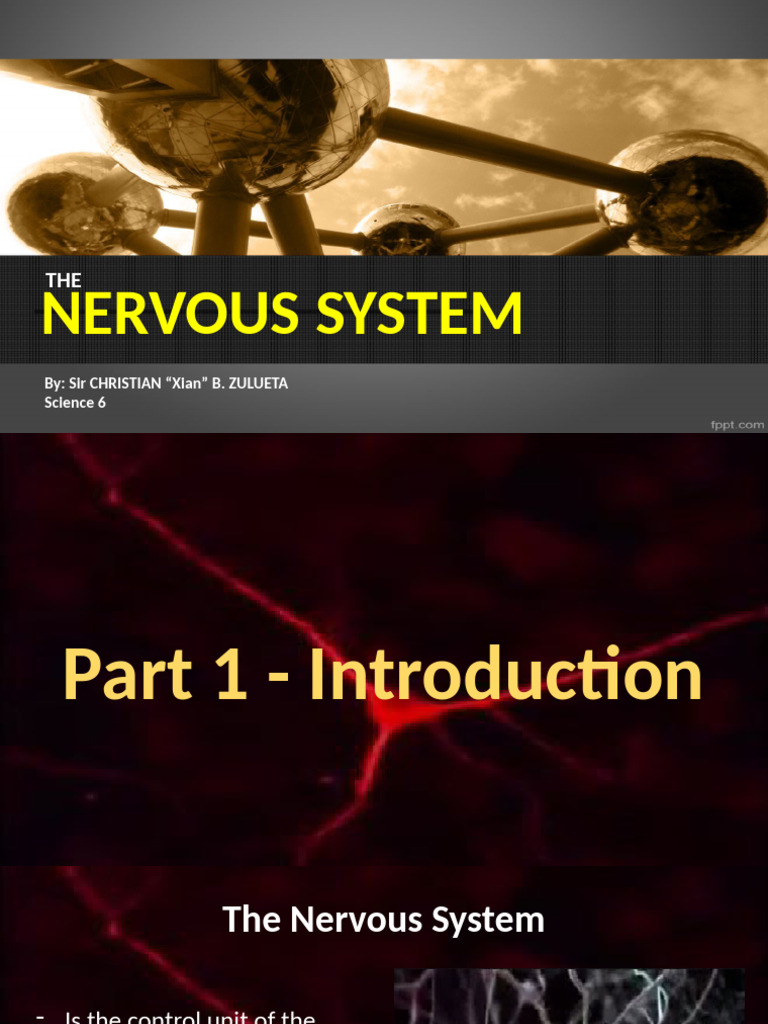 The Nervous System - Complete | PDF