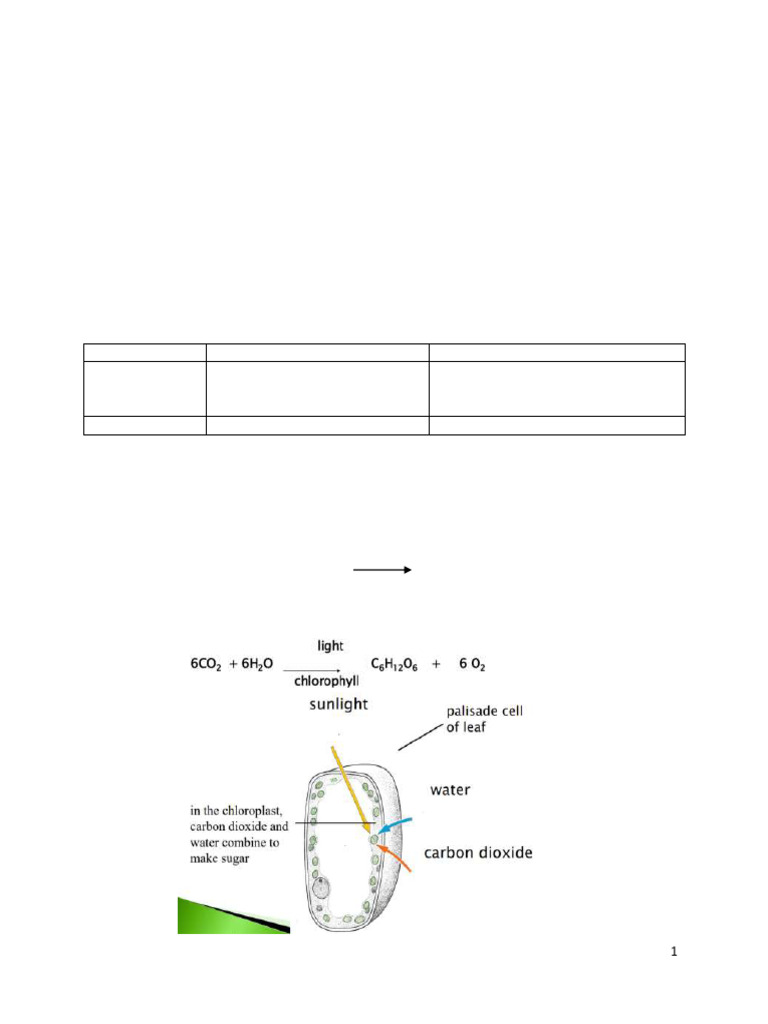 Biology Chapter 7 Notes | PDF | Photosynthesis | Science & Mathematics