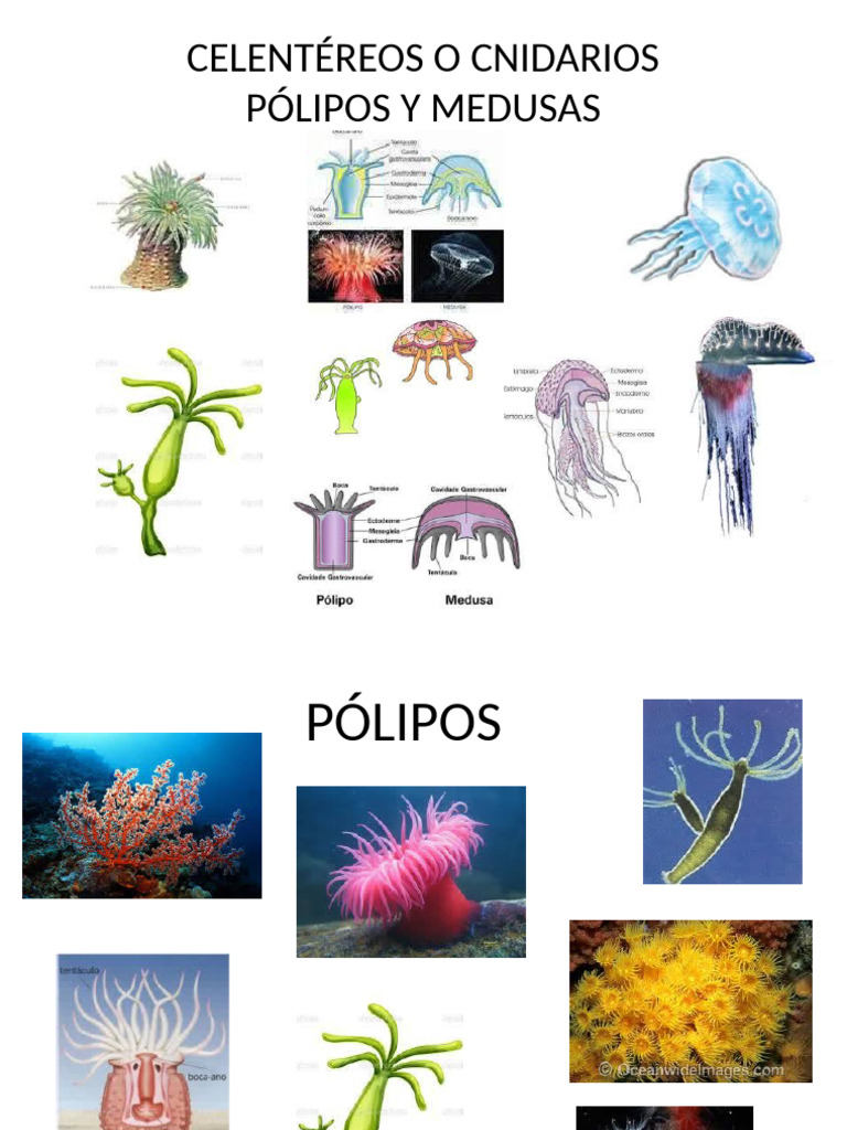 01-Celentéreos o Cnidarios | PDF