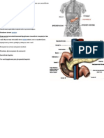 Pancreasul Endocrin