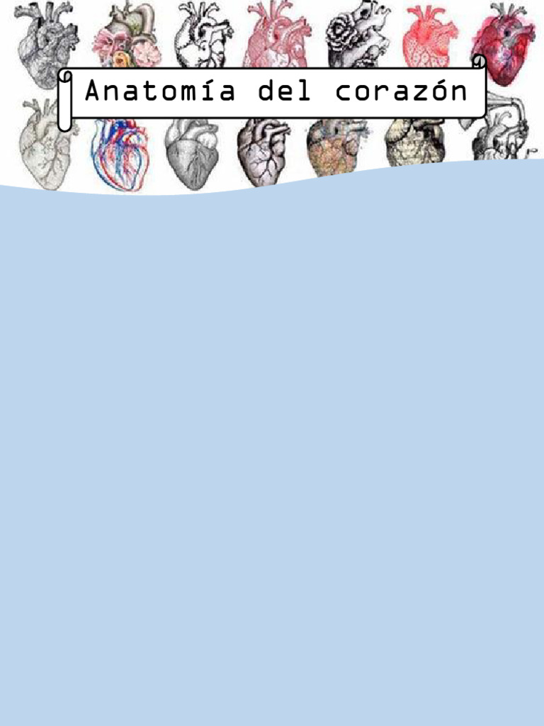 Anatomía Del Corazón Pdf