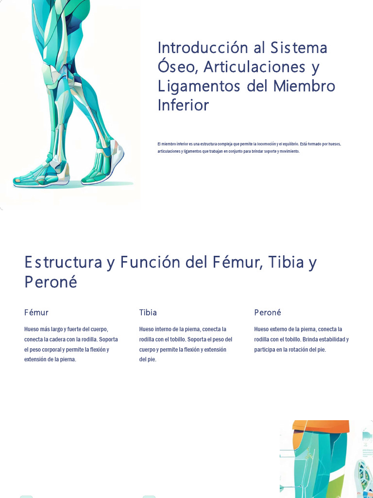 Introduccion Al Sistema Oseo Articulaciones Y Ligamentos Del Miembro