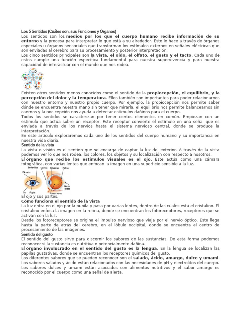 Los 5 Sentidos Pdf