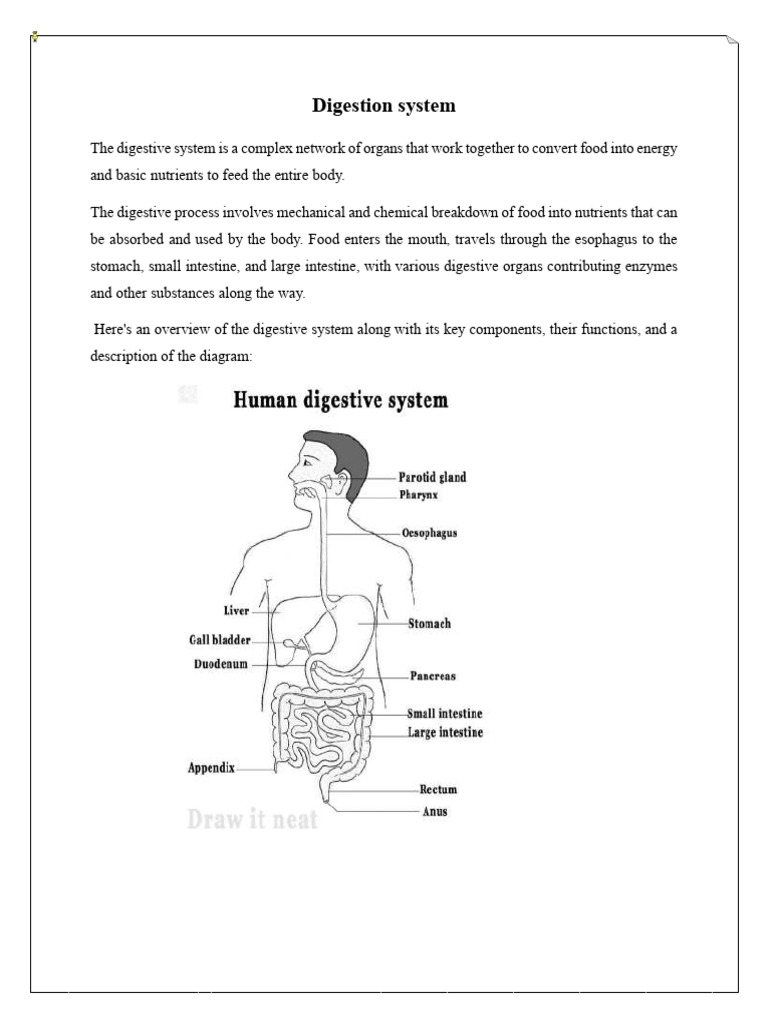 Digestion System | PDF