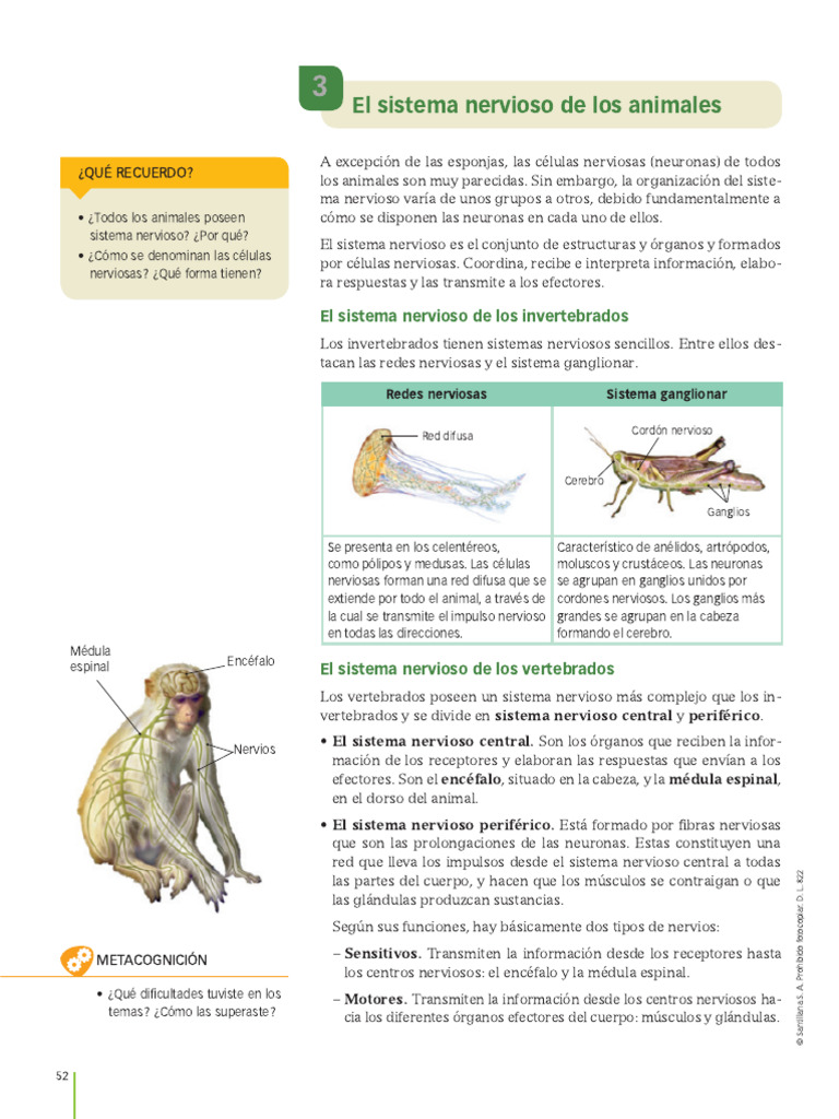 Sistema Nervioso de Los Animales 1 | PDF