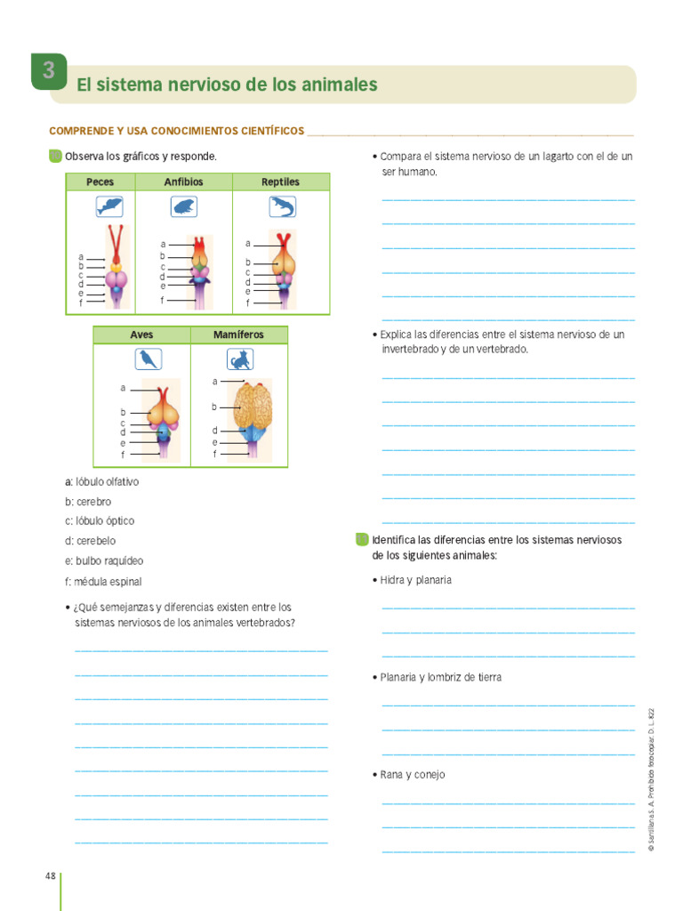 Sistema Nervioso de Los Animales | PDF