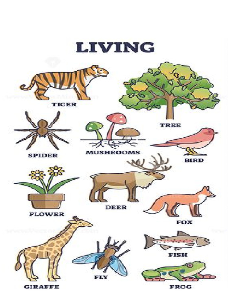 living-and-non-living-flashcards-pdf