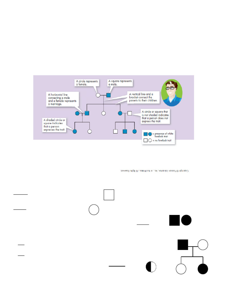 Introduction To Pedigrees Key Pdf