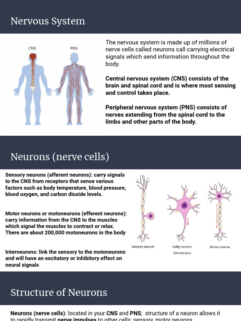 Overview of the Nervous System and Muscle Contraction | PDF | Neuron ...