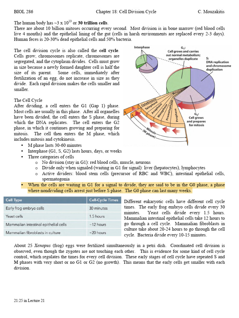 286 - Chapter 18 Outline | PDF | Mitosis | Cell Cycle