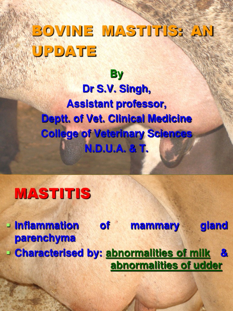 Bovine Mastitis Sv | Vitamin E | Antibiotics