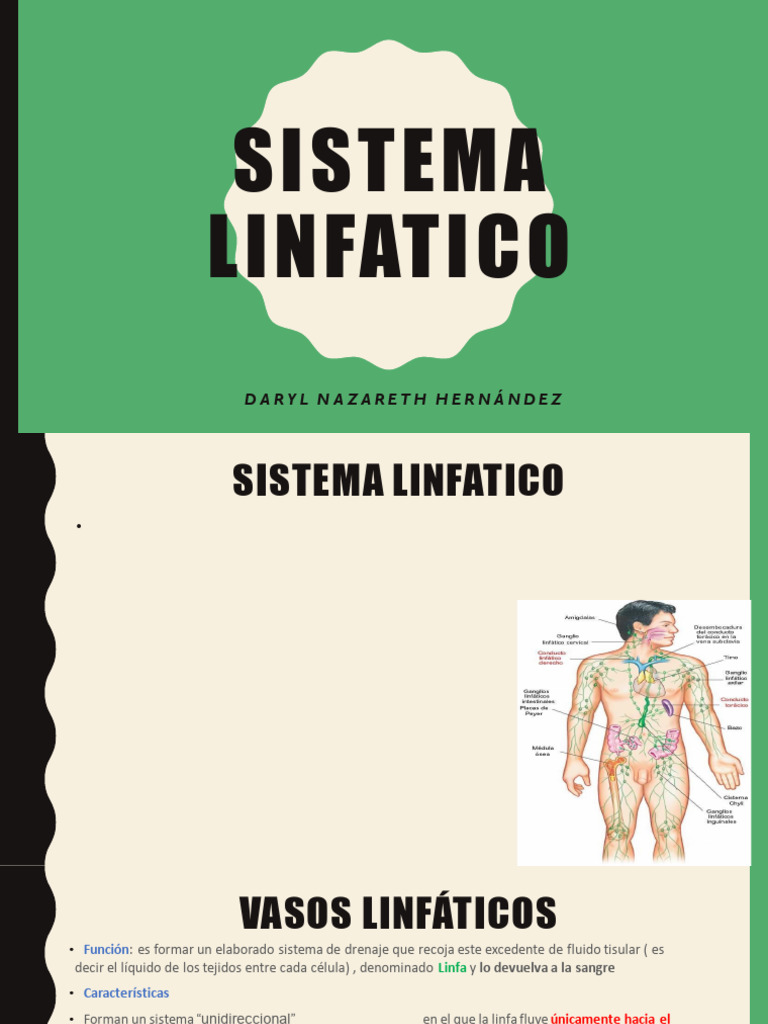 Sistema Linfatico Pdf