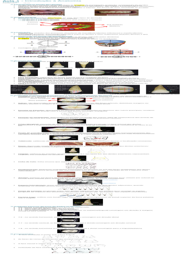 Aula 1 Introdução à Anatomia Dental Pdf