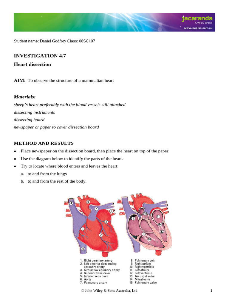 Investigation 4.7 Heart Dissection | PDF