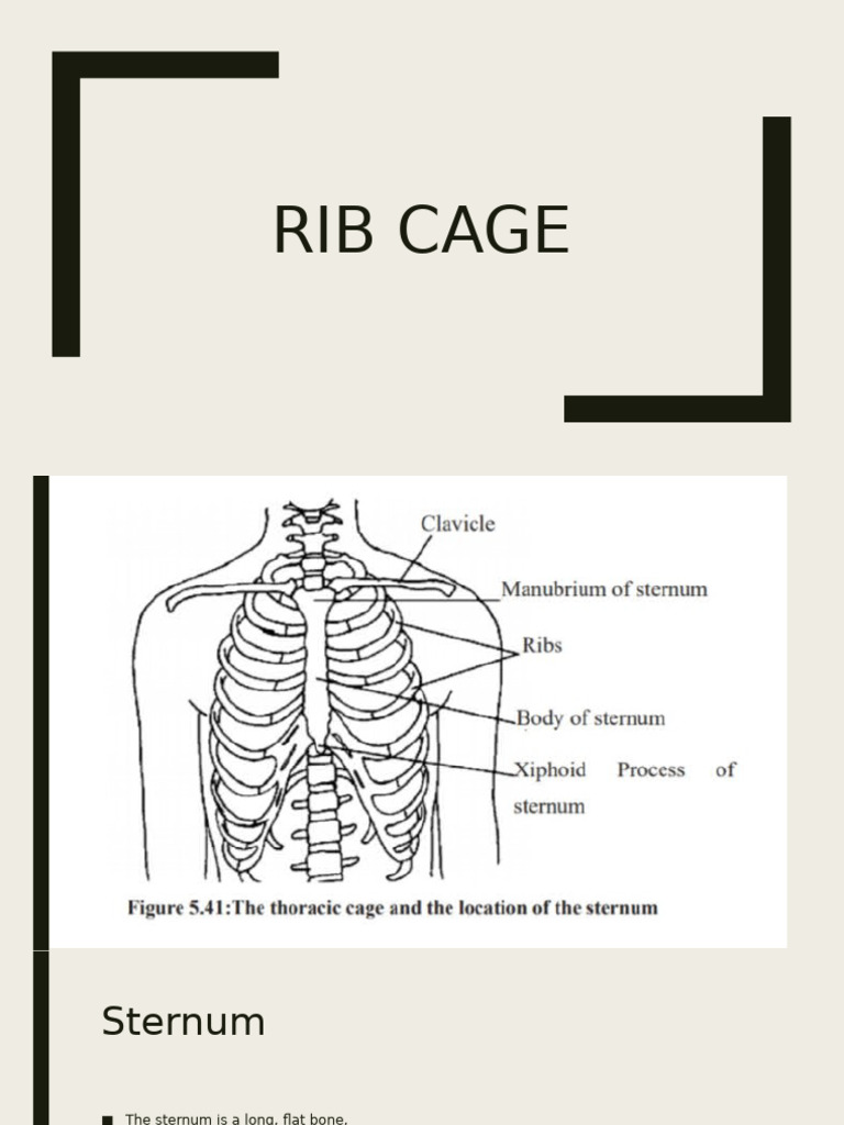 GCE AL Biology Rib Cage | PDF