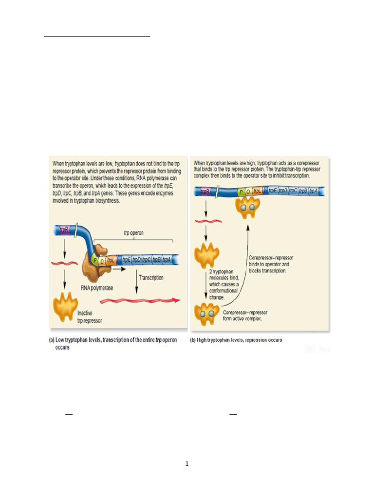 TRP Operon | PDF