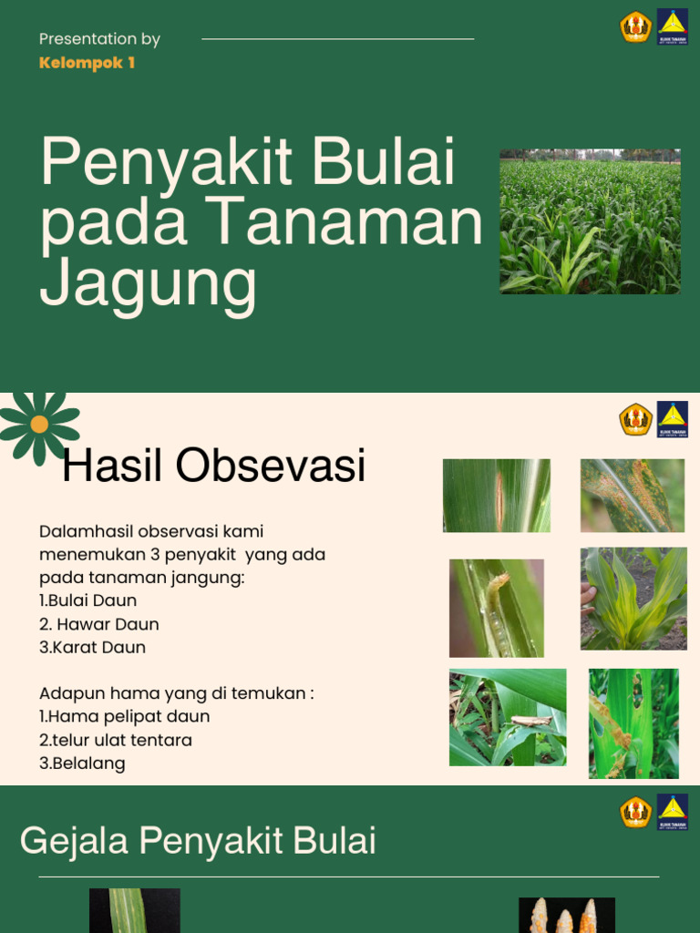 Kelompok 1 - Pengendalian Penyakit Bulai Pada Tanaman Jagung | PDF