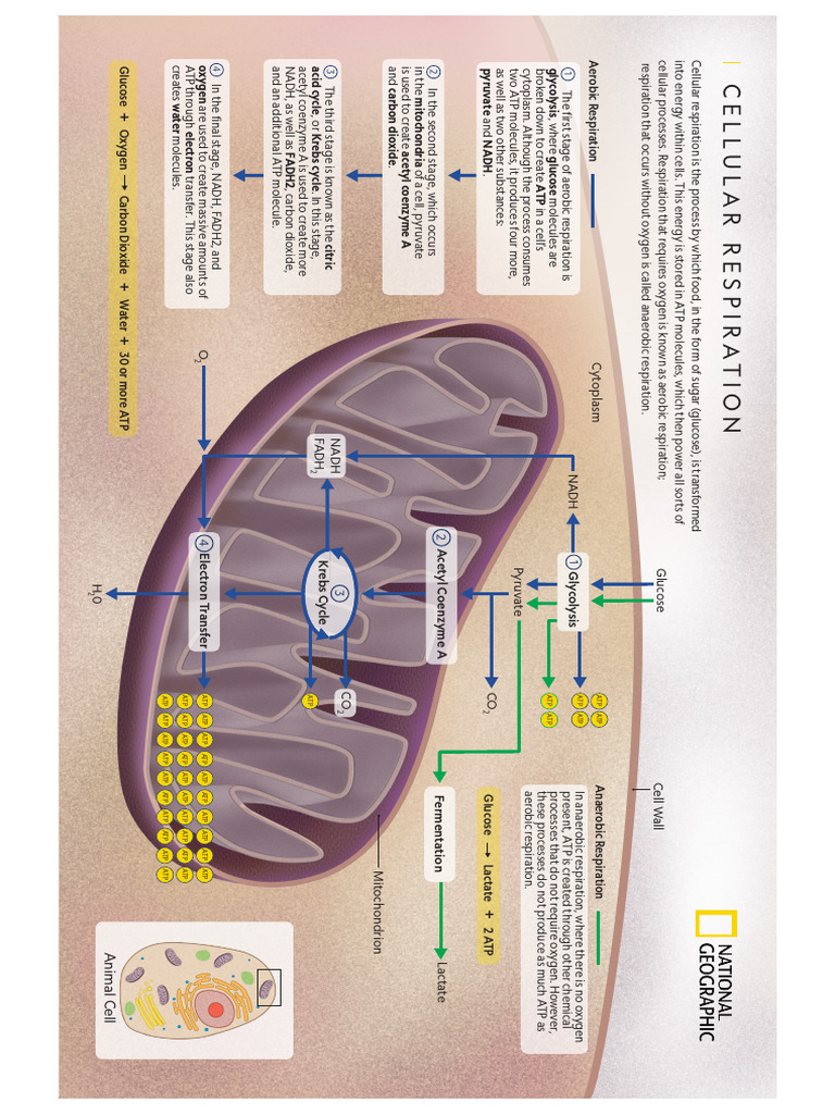 Cellular-Respiration Unlocked | PDF | Cellular Respiration | Adenosine ...