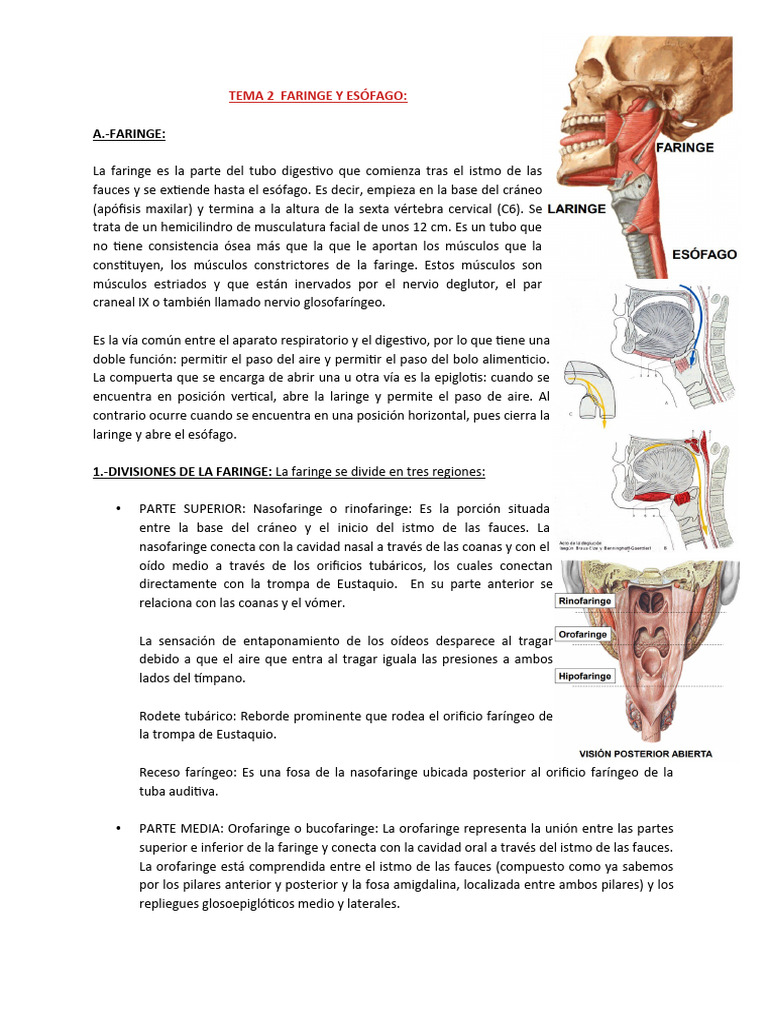 Tema 2 de Anatomía - Faringe y Esófago | PDF
