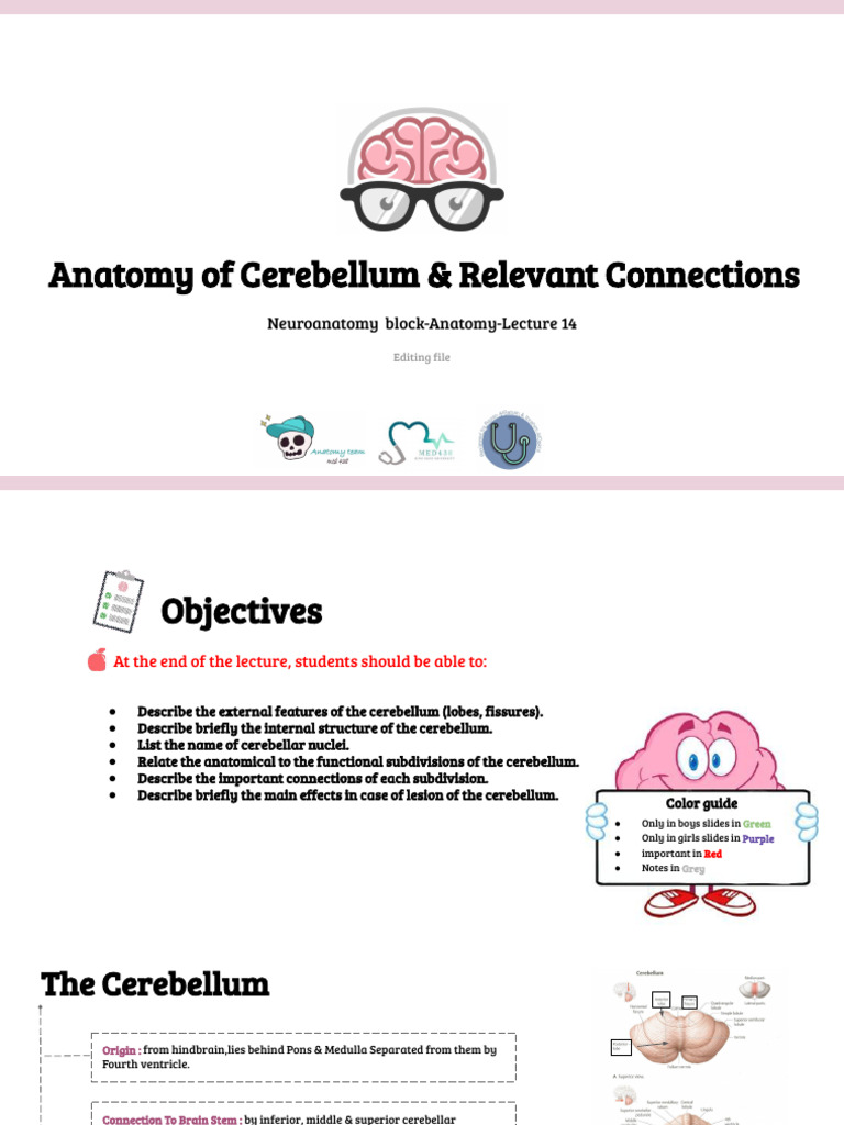 Lecture (14) Anatomy of Cerebellum and Relevant Connections | PDF ...